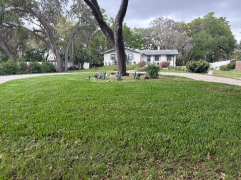 Front lawn with mature trees, planting beds and the paver driveway