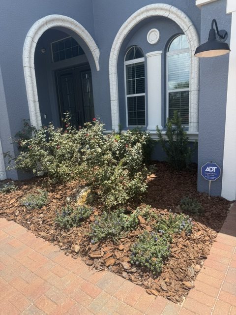 Shrub planting bed with fresh mulch along a home foundation